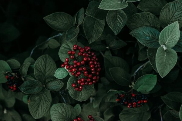 San Pham 9 - Image 4